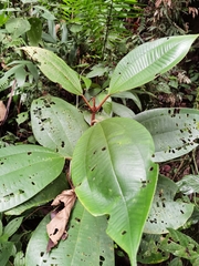 Miconia astroplocama
