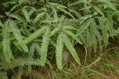 Dicranopteris linearis subferruginea