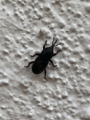 Scyphophorus