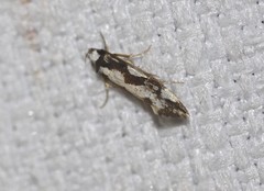 Machetis aphrobola