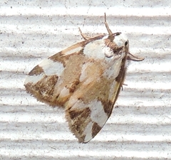 Thallarcha staurocola