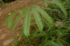 Dicranopteris linearis subferruginea