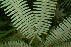 Dicranopteris linearis subferruginea