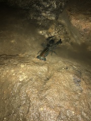 Euastacus guwinus