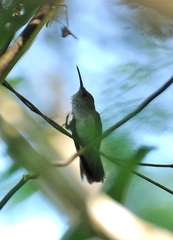 Talaphorus chlorocercus