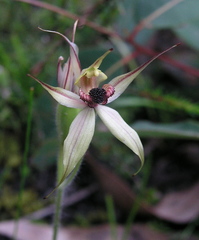 Caladenia macrostylis