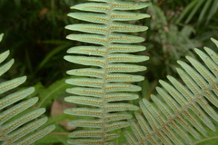 Dicranopteris linearis subferruginea