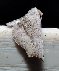 Laspeyria concavata