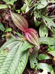 Miconia formicosetosa