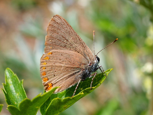 Coral Hairstreak