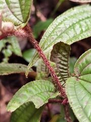 Miconia formicosetosa