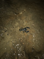 Euastacus guwinus