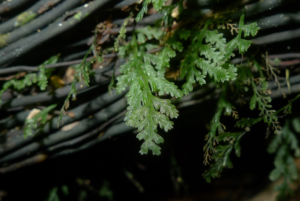 Polyphlebium vieillardii