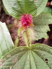 Miconia formicosetosa