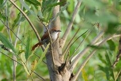 Cranioleuca vulpecula