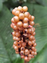 Ardisia wedelii