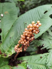 Ardisia wedelii