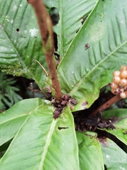 Ardisia wedelii