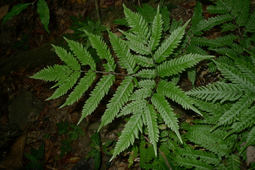 Pteris laevis observed 2017-08-06