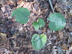Dioscorea villosa