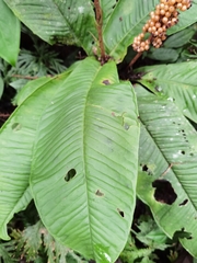 Ardisia wedelii