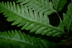 Pteris laevis