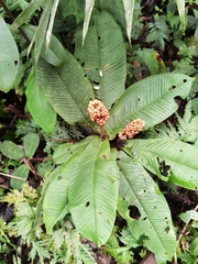 Ardisia wedelii
