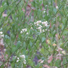 Baccharis bigelovii