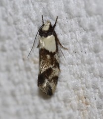 Lichenaula lambda
