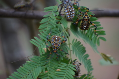 Pachylis nervosus