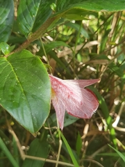 Columnea nicaraguensis