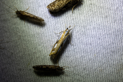 Catoptria latiradiellus