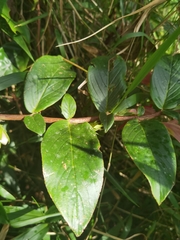 Columnea nicaraguensis