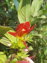Columnea nicaraguensis
