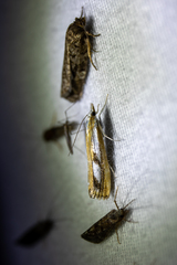 Catoptria latiradiellus