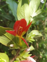 Columnea nicaraguensis
