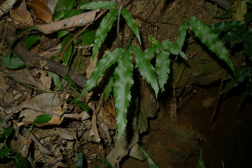 Asplenium vieillardii observed 2017-08-06