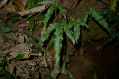 Asplenium vieillardii