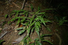Asplenium vieillardii