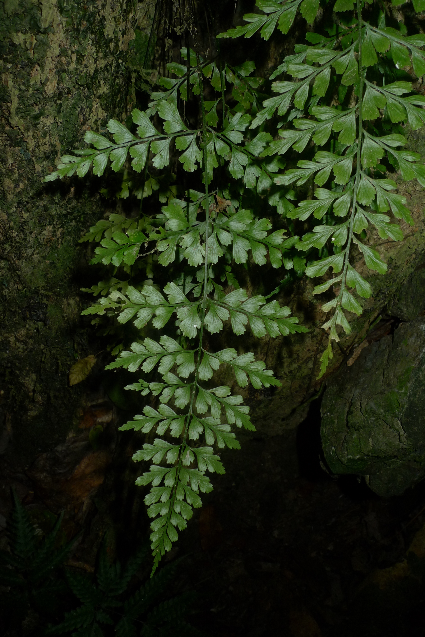Asplenium cuneatum