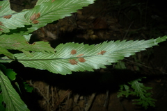 Asplenium vieillardii