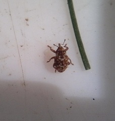 Storeus albosignatus