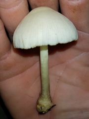 Leucocoprinus straminellus