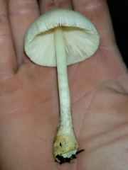 Leucocoprinus straminellus