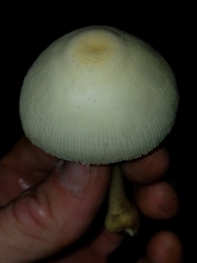 Leucocoprinus straminellus