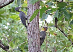 Mulleripicus pulverulentus