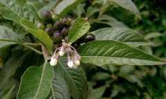 Solanum aligerum