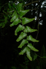 Lygodium reticulatum