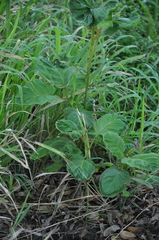 Solanum chrysotrichum