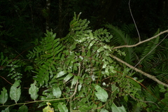 Lygodium reticulatum